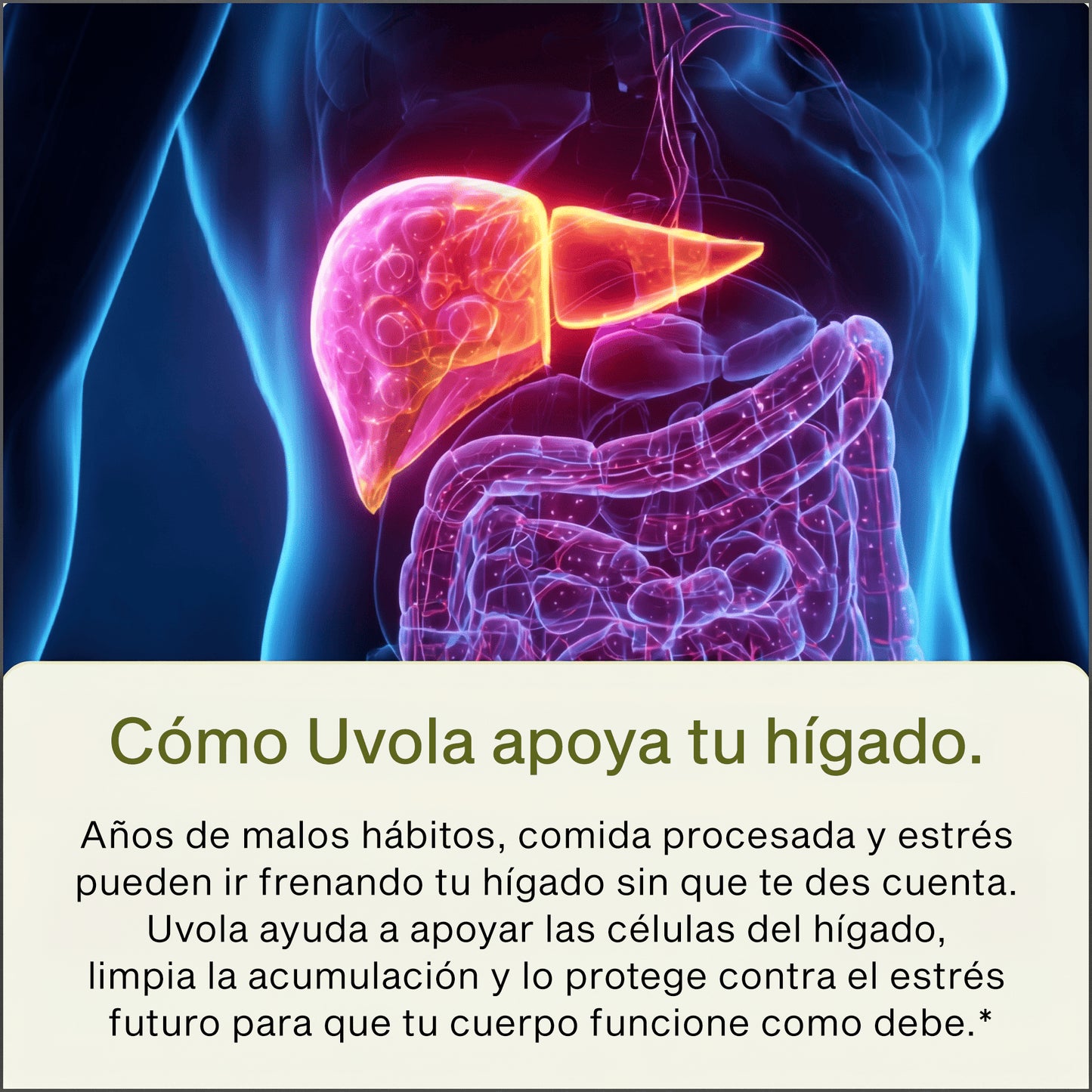 Uvola - Milk Thistle Liver Support